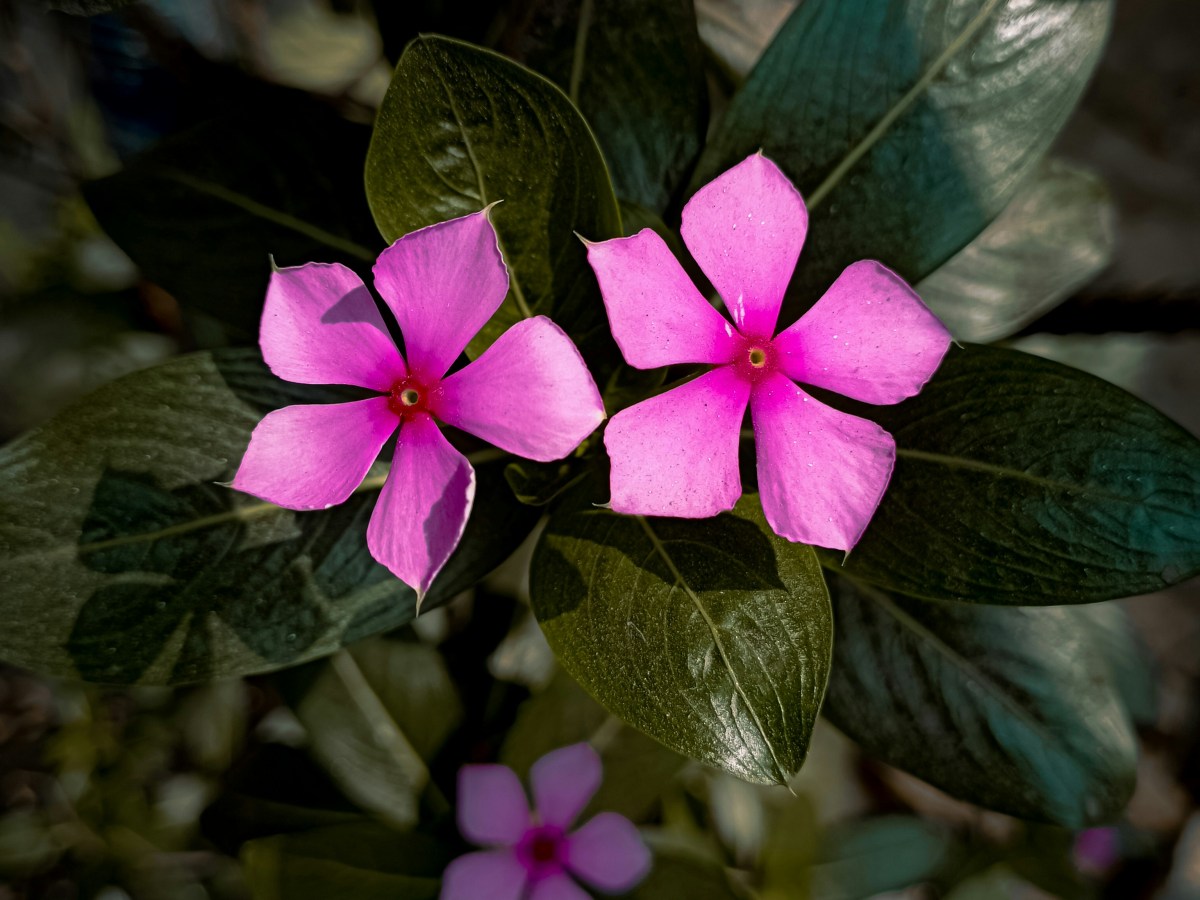 THE QUIET WINNER’S&nbsp;PRAYER