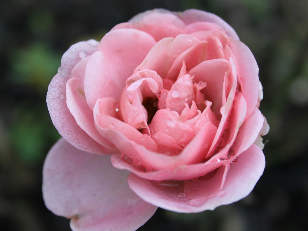 A December Benediction for the Unapologetically Becoming