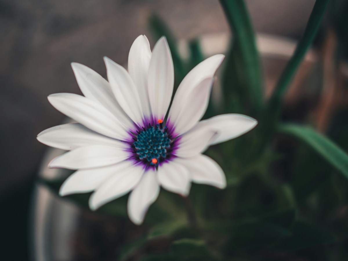 Grandmother’s Fire, December’s&nbsp;Crown