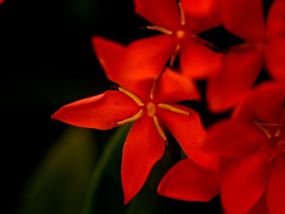 December, or the Art of Becoming Without&nbsp;Apology