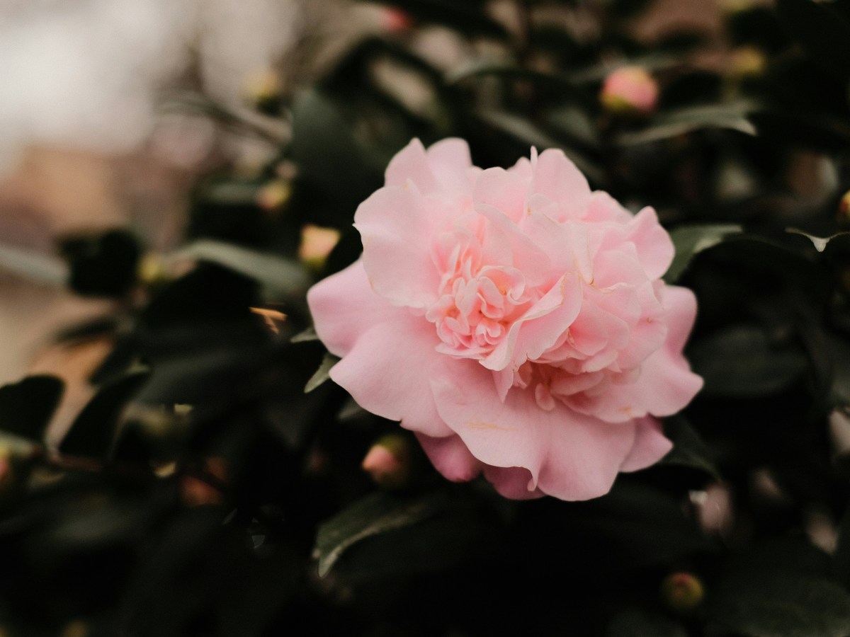 Embracing the Path of&nbsp;Alchemy