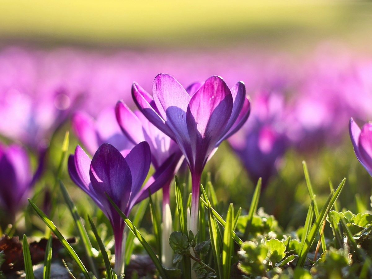 A Woman, Recollected