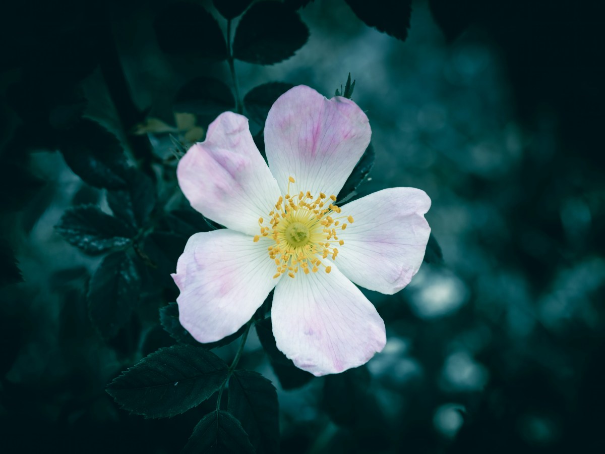 Letter of Thanks (To the Woman Who&nbsp;Left)