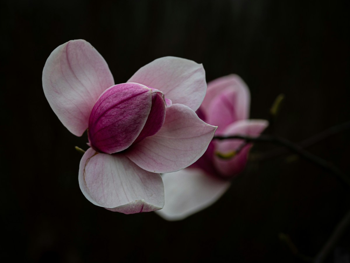 The Garden Has&nbsp;Opinions