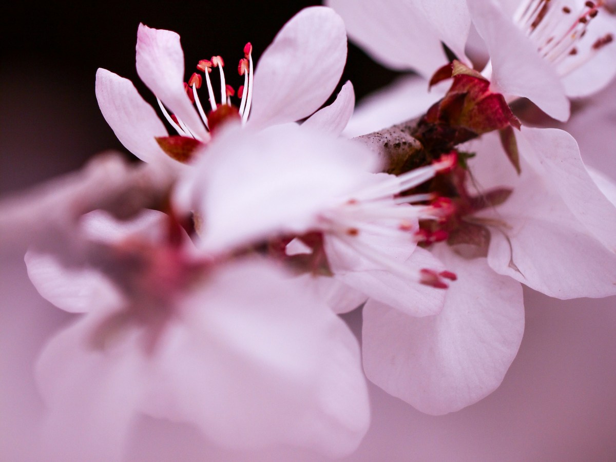 An Appetite for&nbsp;Gold