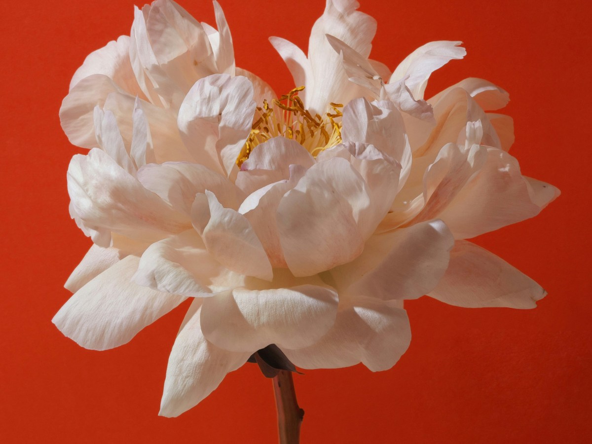 The Sensibility of Being Pampered with Divine&nbsp;Precision