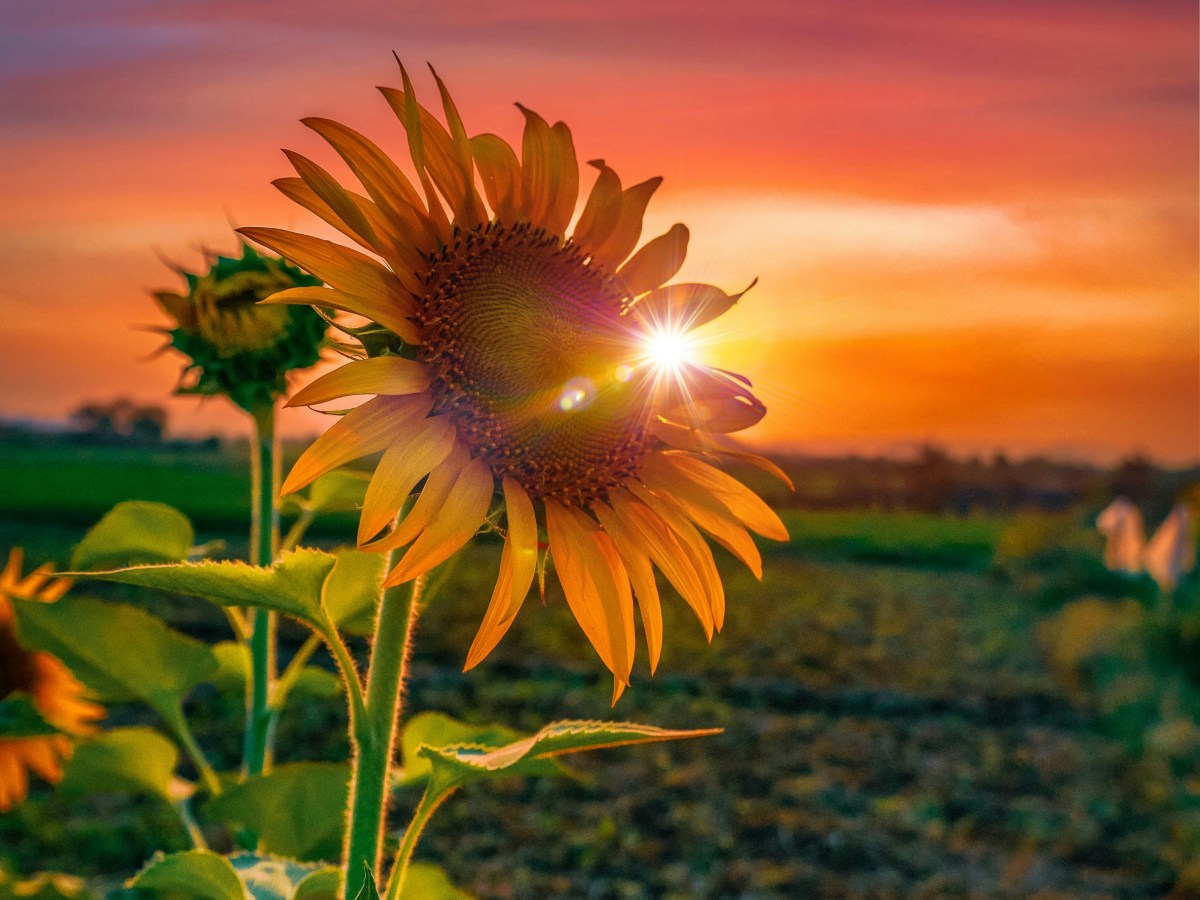 Summer Solstice