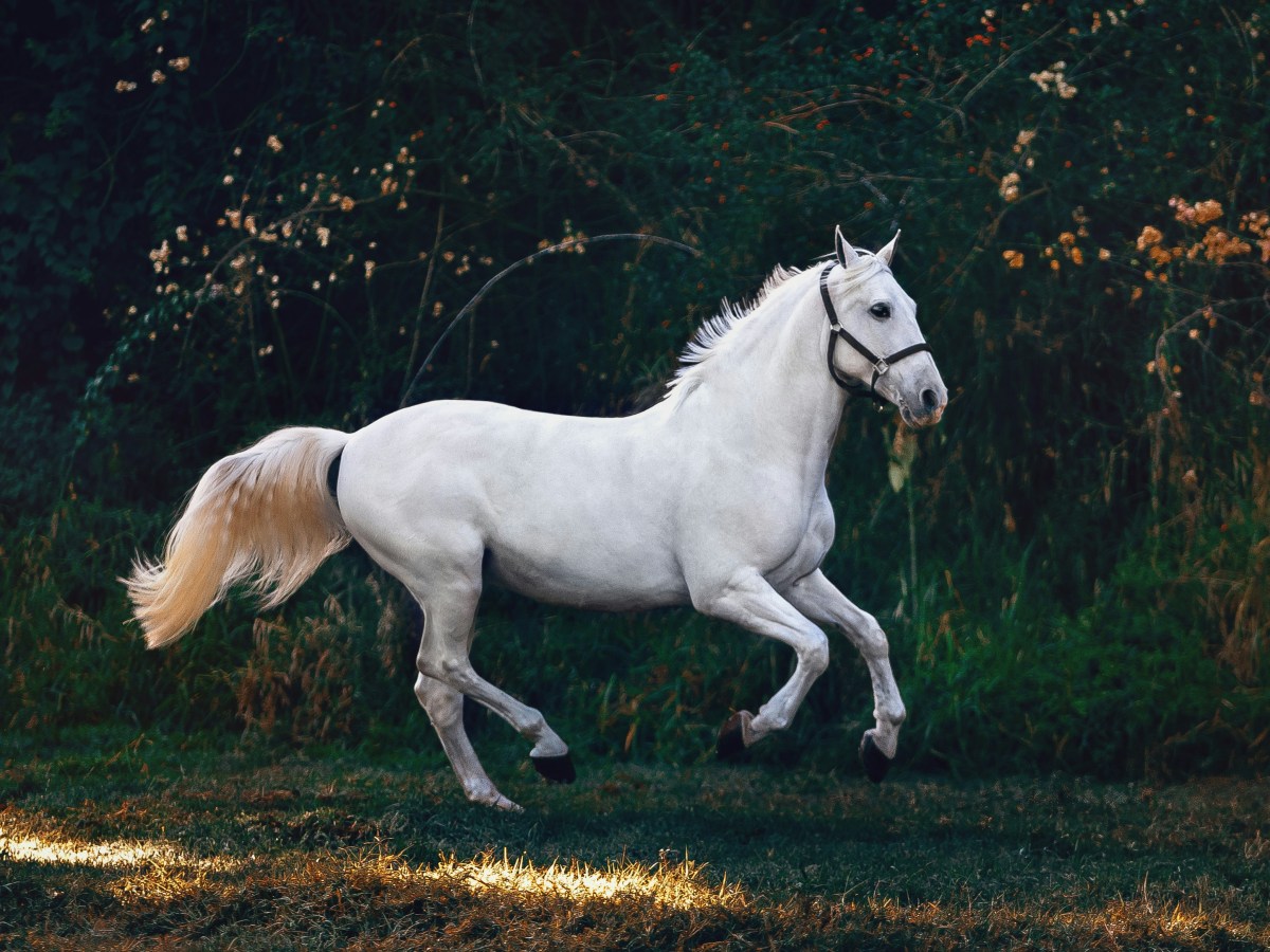 Even Horses Have&nbsp;Limits