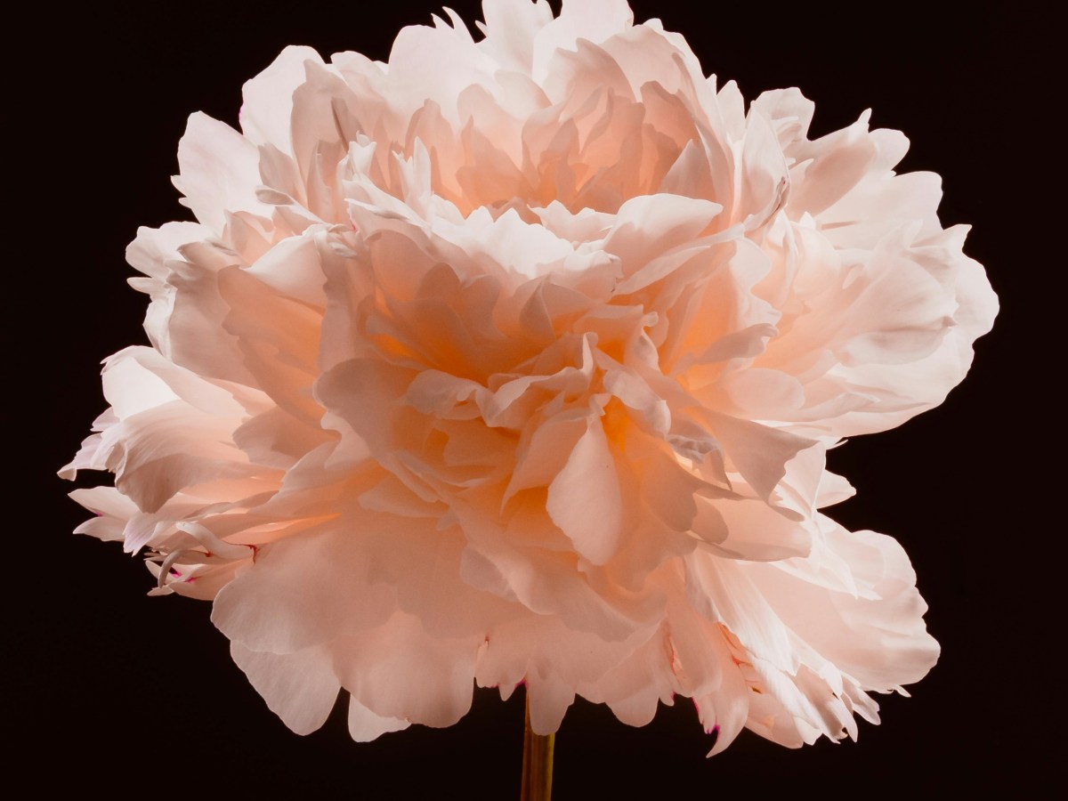 Wallflower with the Grace of the&nbsp;Dove
