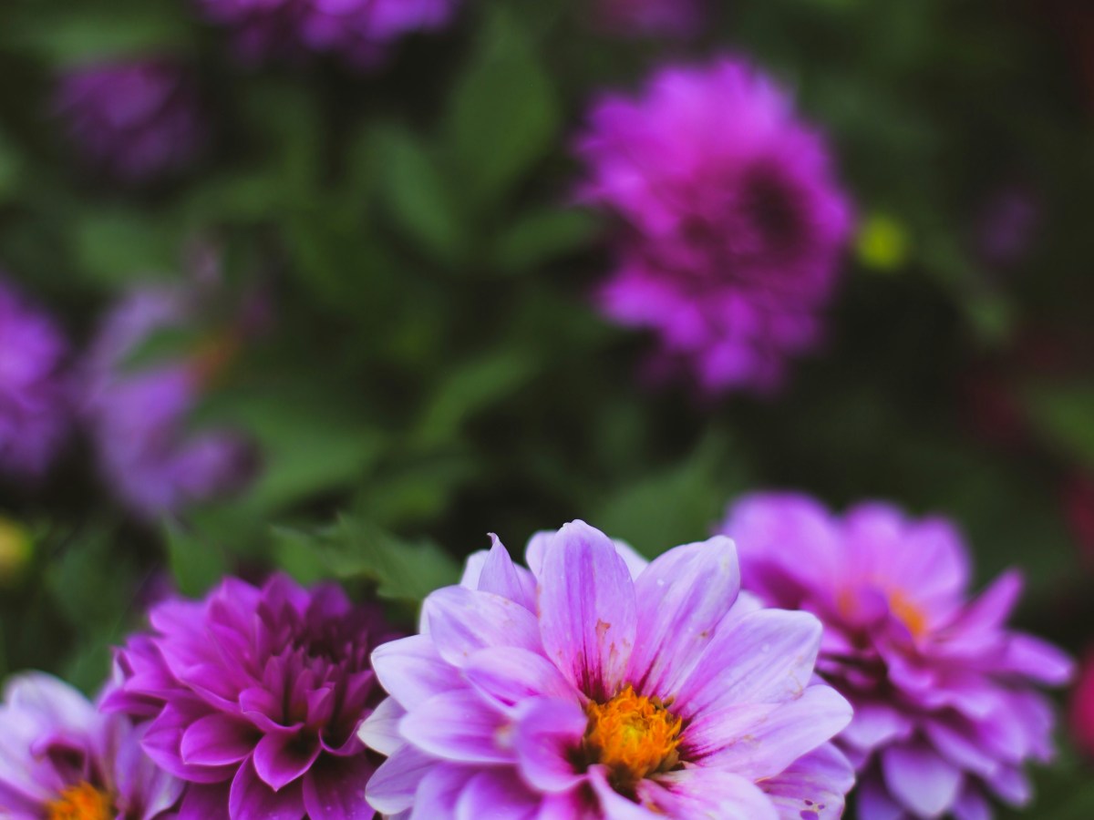 The Embrace of&nbsp;August