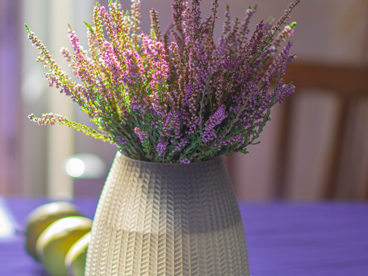 Lavender Love and Smooth&nbsp;Sailing